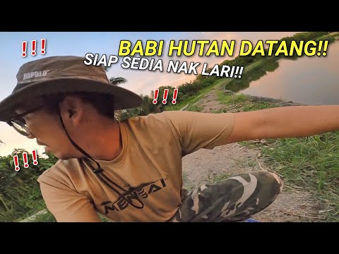 Terserempak Dengan BABI HUTAN Ketika Memancing!!