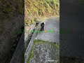 #けいきち #猫 #cat #猫のいる暮らし#生配信切り抜き #shorts