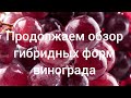 Продолжаем обзор гибридных форм винограда.