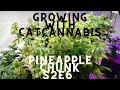 Growing with catcannabis pineapple chunk  s2e6