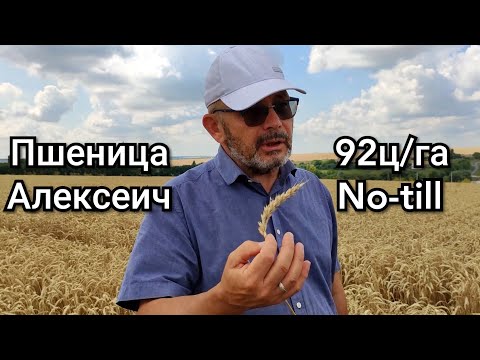 Системный подход к выращиванию пшеницы Андрея Бедненко