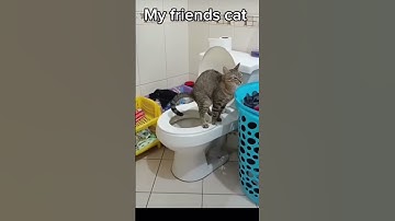 my friends cat VS my cat🐈🐈‍⬛ #cat