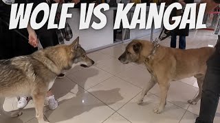 Kangal Vs Kurt Karşılaşması Türkiyede İlk