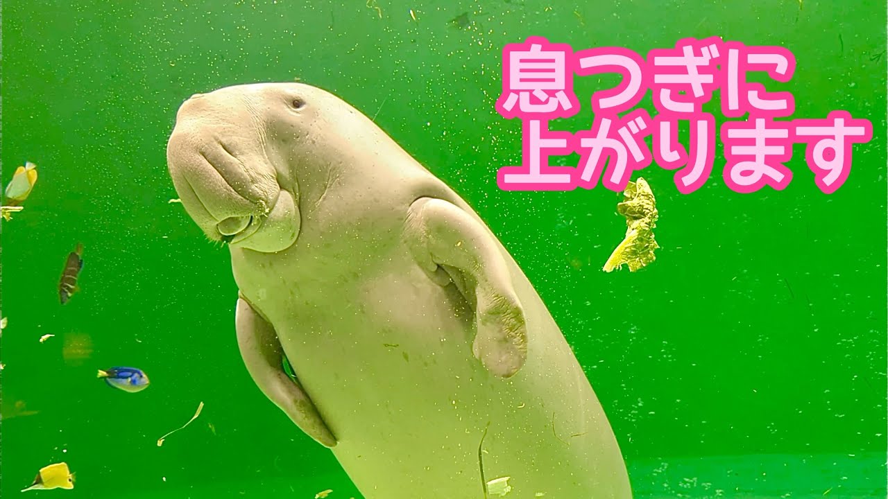 ジュゴン　セレナちゃん　食事中に息継ぎのため水上へ向かいます【鳥羽水族館】Dugong Serena-chan Toba Aquarium 