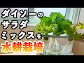 超簡単！ダイソーのレタスサラダミックスを水耕栽培で育ててみた