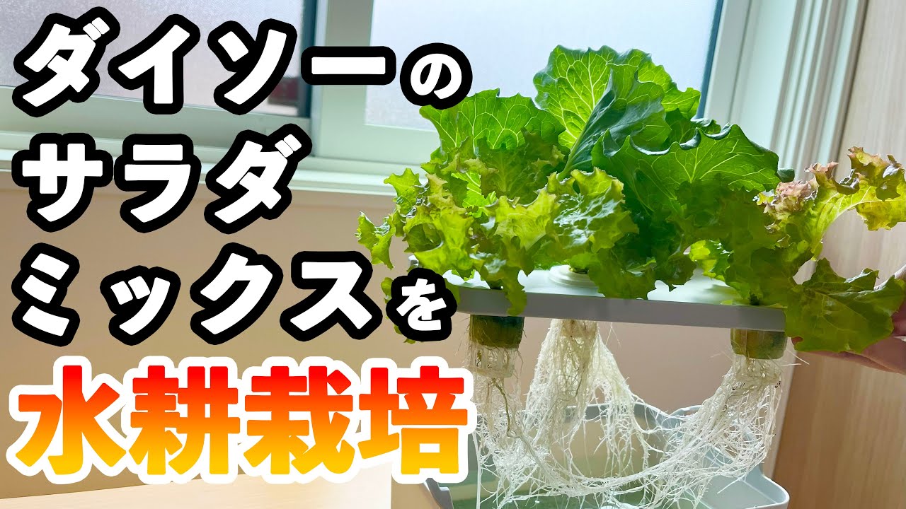 超簡単！ダイソーのレタスサラダミックスを水耕栽培で育ててみた