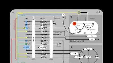 [no sound] Circadian Clock of Synechococcus (LD-DD)