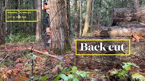 How to cut down a leaning tree, 🚧 DISCLAIMER,, BACK CUT FIRST .