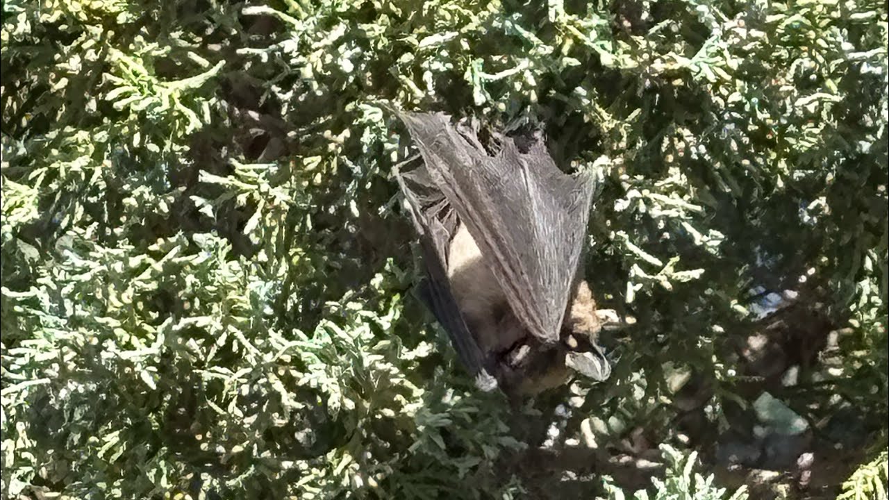 A cute baby bat hanging upside down in the tree 