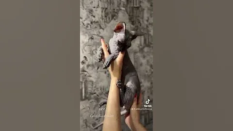 Video 1209961: canadian sphynx kitty, canadian sphynx kitten, sphynx kitten loving, sphynx cat