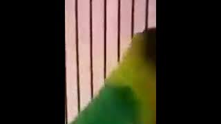 Lovebird latah fighter ngekek panjang