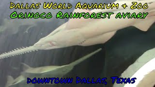 The dallas world aquarium is a for-profit and zoo located in west end
historic district of downtown dallas, texas, usa. it aids conservation
and...