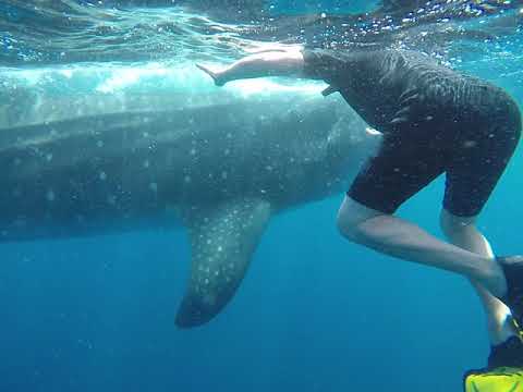 Video: En guide til svømning med hvalhajer i Mexico