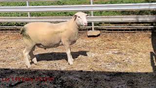 Lot 149 Felix 251256 0