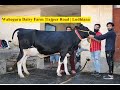 सूंदर एच ऍफ़ दूध 45 से 50 लीटर। दाम 1 लाख 30 हजार रुपए। जम्मू-कश्मीर के लिए।Waheguru Dairy Farm |