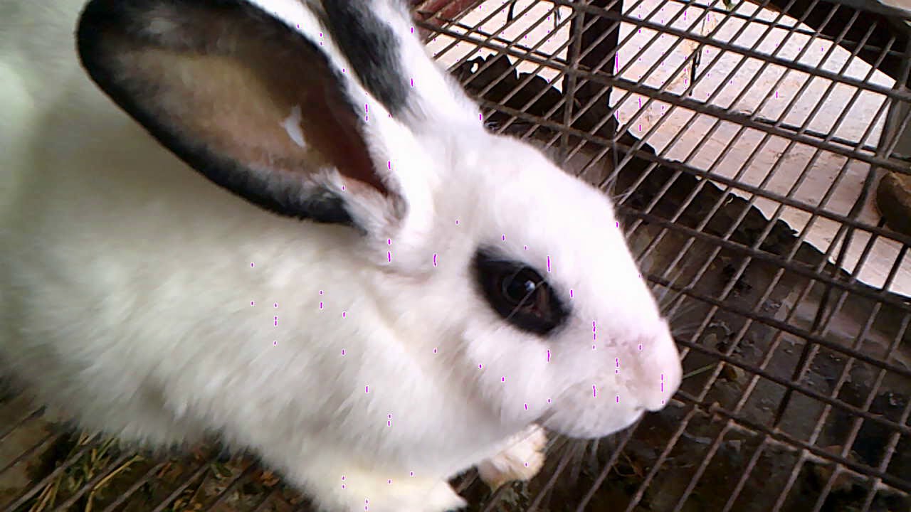 أسباب الزكام عند الأرانب و علاجه