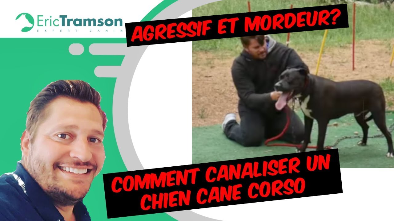 COMMENT CANALISER UN CHIEN CANE CORSO AGRESSIF ET MORDEUR? - YouTube
