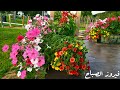 صباح الورد وفيروز الصباح وطبيعة الخلابة 