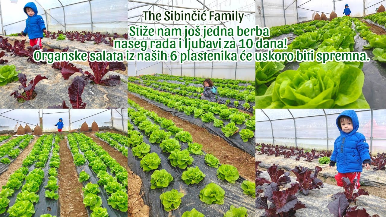 Stiže nam još jedna berba naseg rada | Organske salata iz naših 6 plastenika će uskoro biti spremna