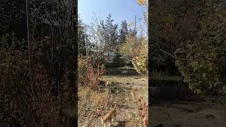 Ари-Эля и кошачий мортал-комбат