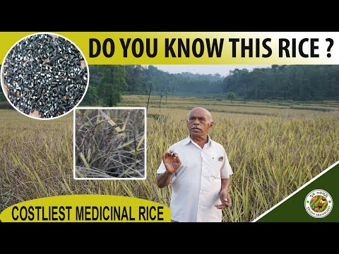 Video: Rice sowing - description, varieties, cultivation, pharmacological properties and application