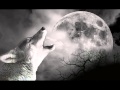 Wolf Howling