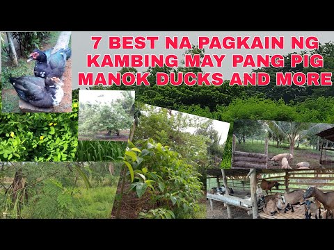 7 Best na Pagkain ng Kambing May pang Pig Chicken Ducks And More