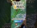 今日の一株紹介Part31!今回は水色に輝くシダ…Diplazium Cordifolium!#熱帯植物 #シダ #terrarium #ビバリウム #plants #ジメジメ系植物