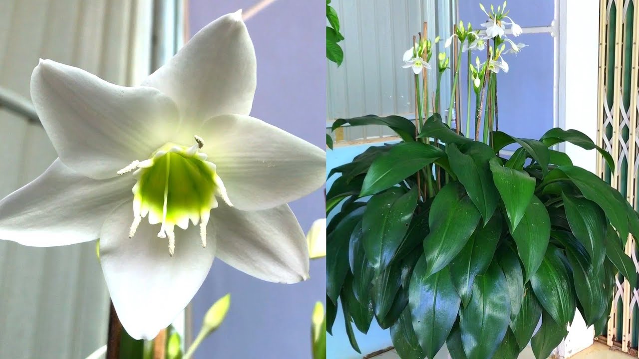 Как посадить Eucharis grandiflora | Амазонка лилия