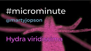 #microminute 32 Hydra viridissima