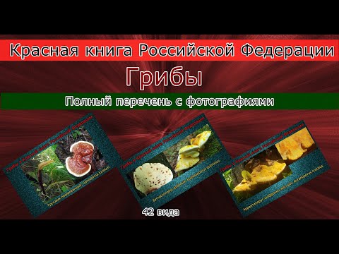 Красная книга Российской Федерации Грибы Полный перечень с фотографиями