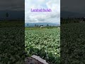 @Bersukur
