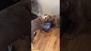 #funnypets #petfails #viralpets #doggolaughs #petreactions #funnyanimals #catantics