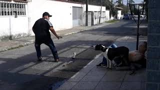 Brazilian Dogo !!!  Boxer + Bull terrier