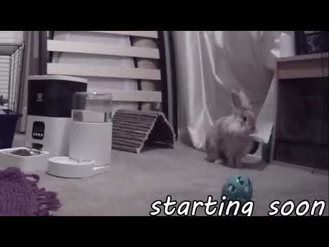 Anita's Rabbit Destroys Curtains