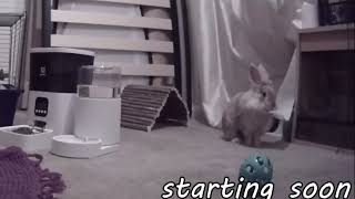 Anitas Rabbit Destroys Curtains