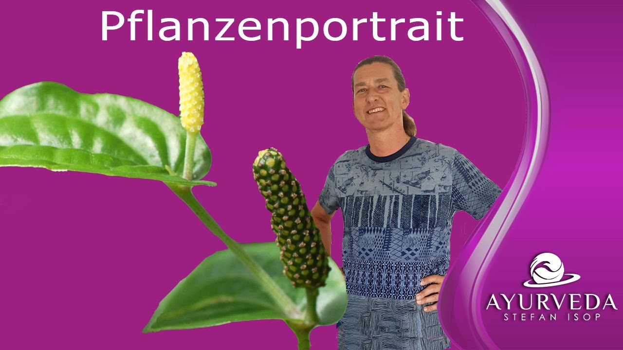 Wie wird der lange Pfeffer / Pippali richtig angewendet! Ayurveda Heilpflanzen Portrait
