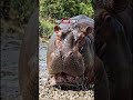 THE HIPPO IS AFRICA'S REAL THREAT 🦛