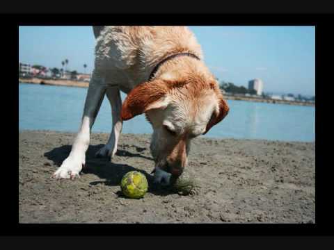 Waggy Tails LAST FINAL 041010.wmv