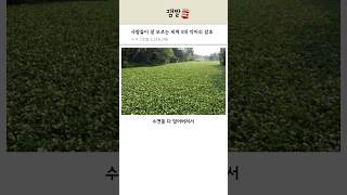 사람들이 잘 모르는 세계 5대 악마의 잡초
