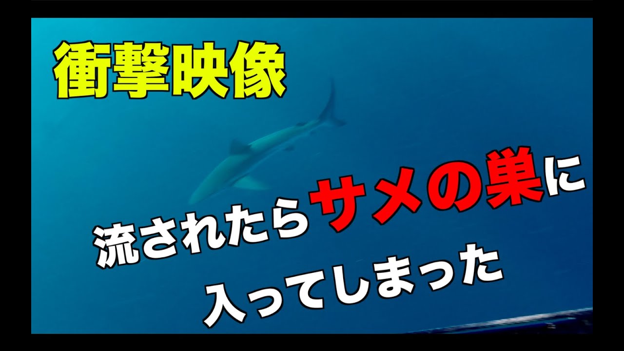 魚突き 沖へ流されてサメの巣に入ってしまった Spearfishing Shark Attack ウンバボ Youtube 魚突き 沖へ流されてサメの巣に入ってしまった Spearfishing Shark Attack ウンバボ Youtube