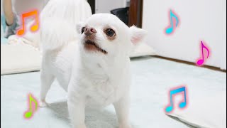 Suddenly the dog that suddenly started singing was so cute w [surprise]