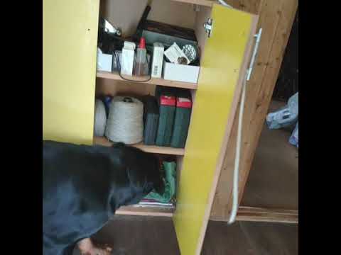 Заботливый ротвейлер Дюша 🐕