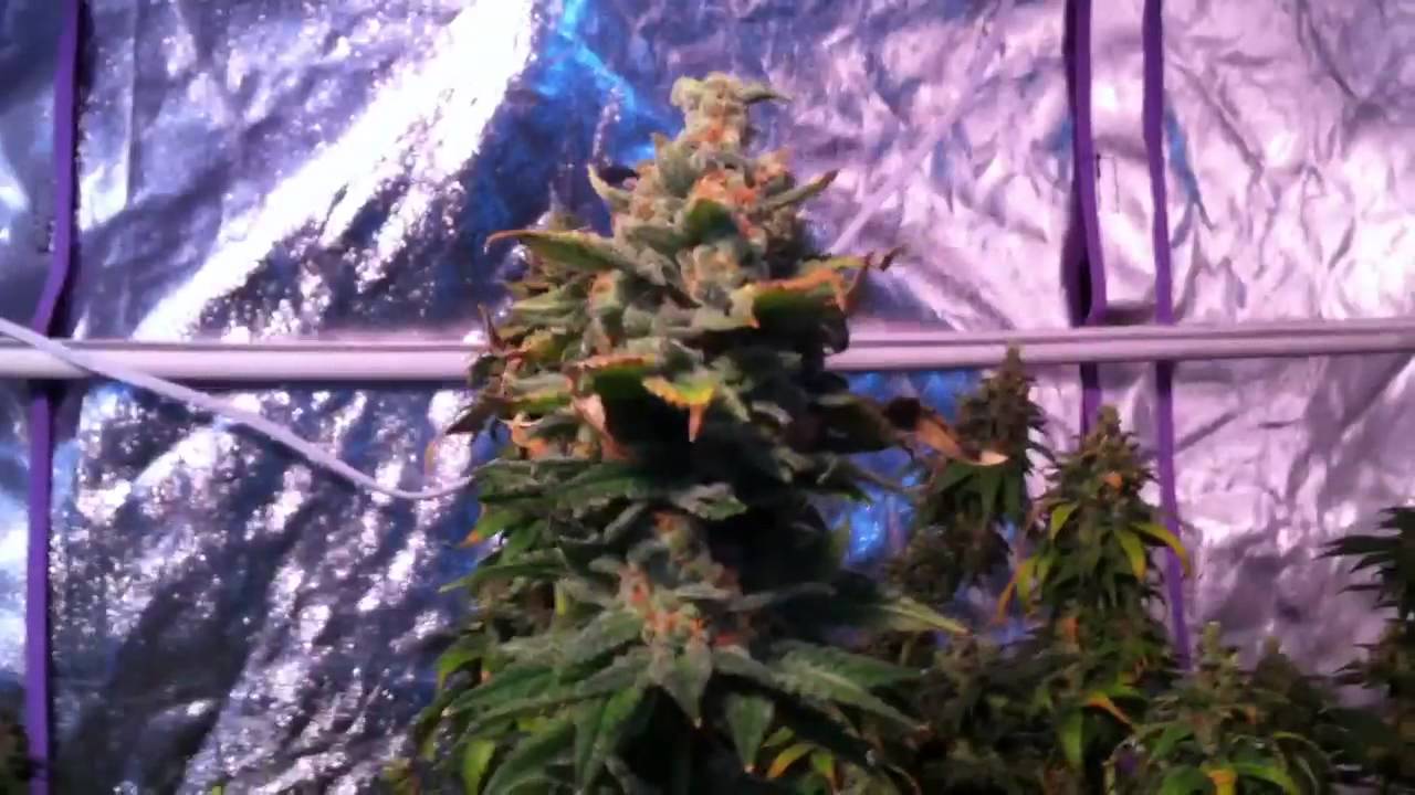 After 7 weeks of Flowering