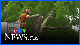 Almonte, Ont. woman struck by falling tree