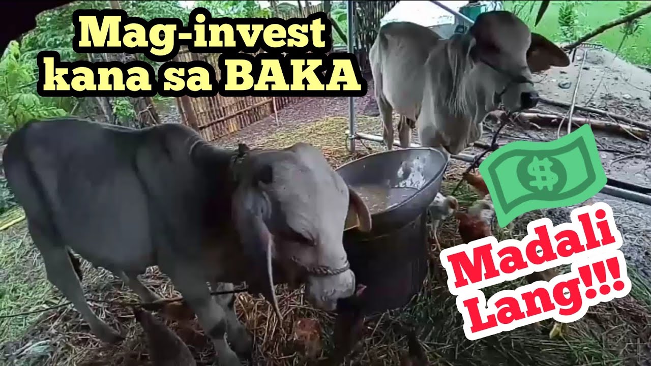 PAANO KUMITA SA PAG ALAGA NG BAKA AT MAGKANO HATIAN KAPAG NAGPAALAGA NG BAKA