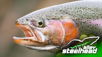 Steelhead Alley The Official Movie (Midwest Steelhead Fishing)