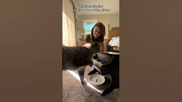 My wife taught our foster cat to play the piano... #petpiano