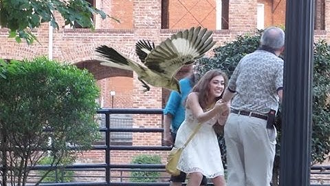Mommy mockingbird attacks in Greenville, SC