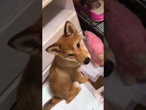川山修一ブリーダーからお迎えした柴犬：あむくん